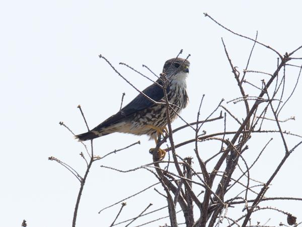 <h3><a href="/trips/orlando/biota/animalia/chordata/aves/018 falconiformes/001 falconidae/falco columbarius/falco columbarius-nl.html">Falco&nbsp;columbarius</a> / Merlin / Smelleken</h3>OM-1 Mark II met M.300mm F4.0 + MC-14, 1/2000 sec  bij F5.6, ISO 800, afstand 43.8&nbsp;m